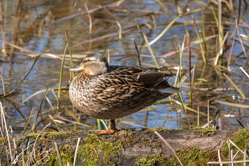 Stockente im Altrheinarm in der Urdenbacher Kämpe