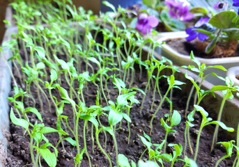 tomato seedlings grow in a container. home garden. gardening.