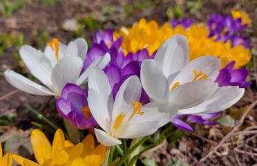 yellow, white and purple crocuses are blooming in the garden. early spring flowers. sunny weather.