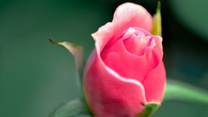 New pink rose flower with green background