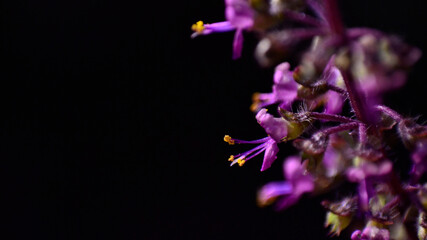 purple flower of basil plant closeup photo