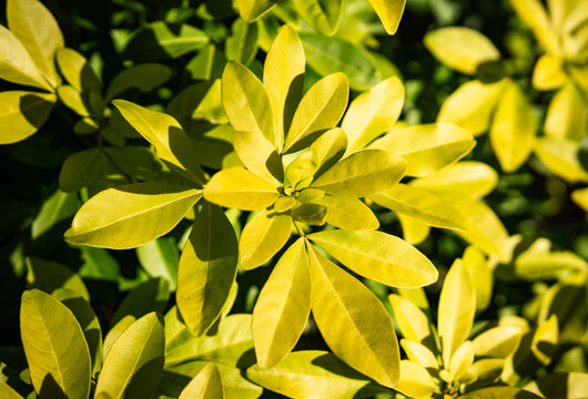 Choisya ternata, Young yellow and green leaves of Mexican orange blossom, Shrub tree in a park in the springtime, , Natural pattern background.