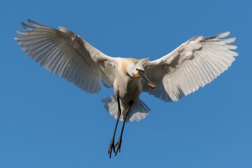 Eurasian spoonbill (Platalea leucorodia) in flight. Photographed in the Netherlands.