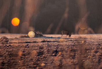 sunrise with deer on a field © Kristin