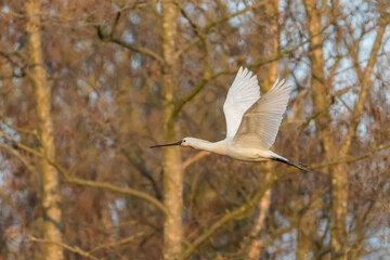 Eurasian spoonbill (Platalea leucorodia) in flight. Photographed in the Netherlands.