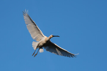 Eurasian spoonbill (Platalea leucorodia) in flight. Photographed in the Netherlands.