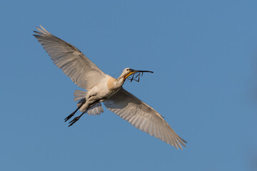 Eurasian spoonbill (Platalea leucorodia) in flight. Spoonbill on its way to its nest with nesting material.  Photographed in the Netherlands.