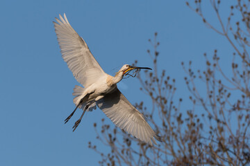 Eurasian spoonbill (Platalea leucorodia) in flight. Spoonbill on its way to its nest with nesting material.  Photographed in the Netherlands.