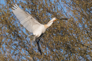 Eurasian spoonbill (Platalea leucorodia) in flight. Spoonbill on its way to its nest with nesting material.  Photographed in the Netherlands.