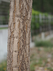 Rough trunk surface Paraguayan Silver Trumpet Tree, Silver Trumpet Tree, Tree of Gold, Tabebuia argentea Britton, Bignoniaceae in garden on nature background