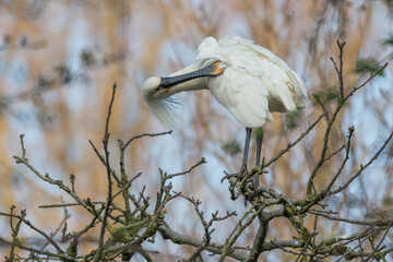 Eurasian spoonbill (Platalea leucorodia) cleans its feathers. Photographed in the Netherlands.