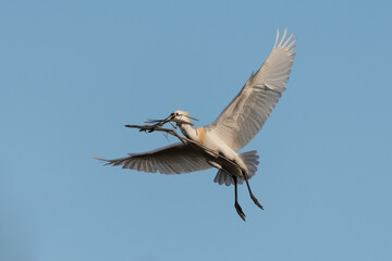 Eurasian spoonbill (Platalea leucorodia) in flight. Spoonbill on its way to its nest with nesting material.  Photographed in the Netherlands.