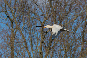 Eurasian spoonbill (Platalea leucorodia) in flight. Photographed in the Netherlands.