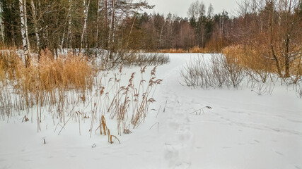 Reeds in the snow in winter