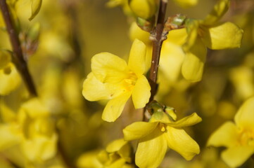 Beautiful yellow forsythia flower on a branch close-up
