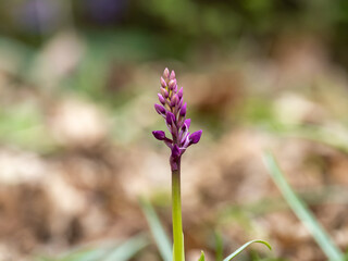 Early purple orchid in bud beginning to flower
