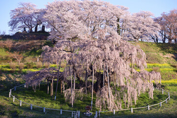 三春町　滝桜
