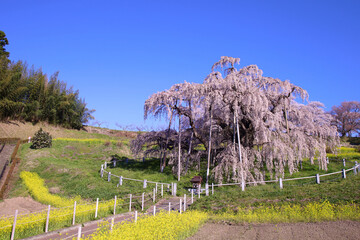 三春町　滝桜