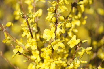 Beautiful yellow forsythia flower on a branch close-up
