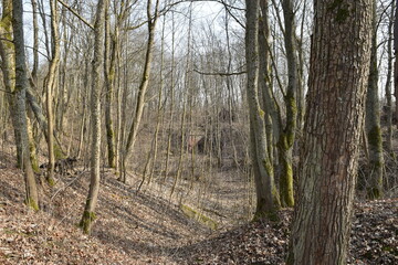 Trees in the forest on the territory of the old fortress.