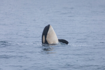 Fototapeta premium 知床の海に回遊する野生のシャチ（北海道羅臼沖）