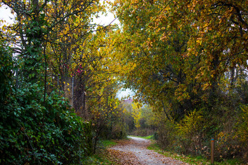 Camino rural rodeado de árboles en otoño. Moralzarzal. España