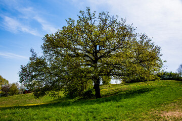 2021_4_4_Sovizzo_Oak tree