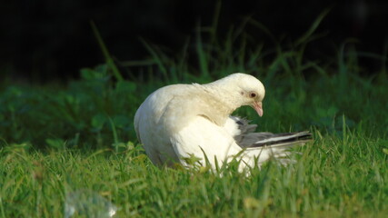 Paloma brav&iacute;a o dom&eacute;stica sobre el c&eacute;sped