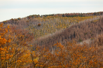 Fototapeta premium Wald im Herbst, Harz, Deutschland