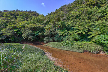 Fototapeta na wymiar 沖縄のマングローブで有名な慶佐次川上流