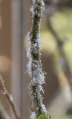 Section of a tomato plant stem showing mealy bug infestation