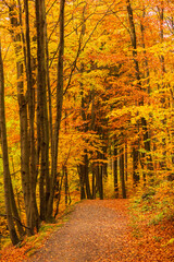 herbstlicher Wanderweg im Harz, Deutschland