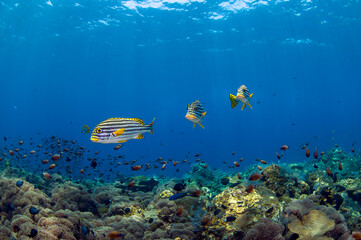 School of Oriental Sweetlips - Labroides dimidiatus at the famous Liberty ship wreck. Amazing underwater world of Tulamben, Bali, Indonesia.
