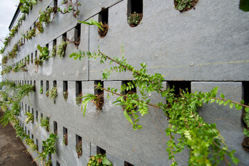 The realization of a vertical facade garden with green plants and recycled building blocks made of plastic waste