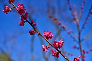 青空バックに咲く満開の真紅の梅