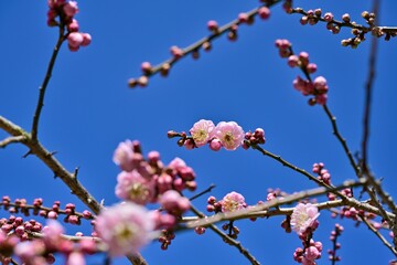冬の日差しを浴びて咲く満開のピンクの梅