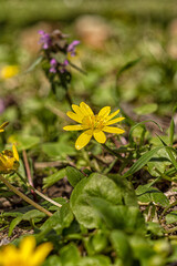 yellow flower in the forest
