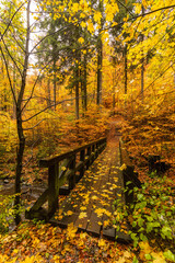 Brücke mit Herbstlaub im Harz, Deutschland