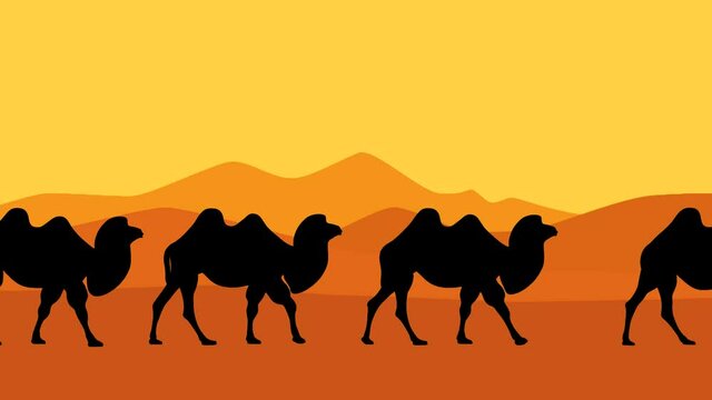 Caravan of Bactrian camels walking in the desert, animation with Bactrian camels