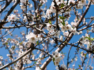 White almond blossoms on tree branches in front of blue sky 