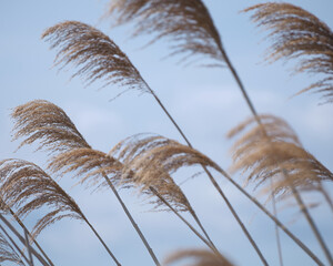 風になびくヨシの群生（Reeds fluttering in the wind (Nishioka Park, Sapporo City)）