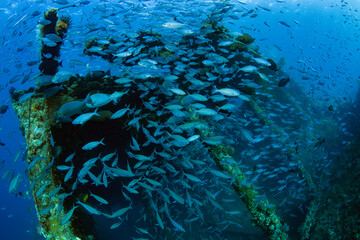 School of fish at the famous Liberty ship wreck. Amazing underwater world of Tulamben, Bali, Indonesia.