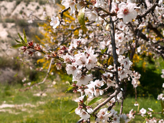 pink almond blossoms on tree branch on spring sunny day in Cyprus