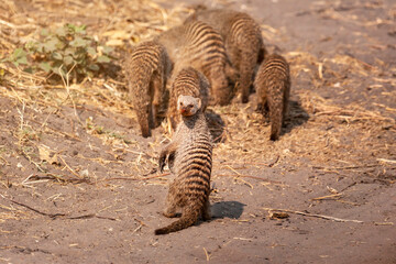 Fototapeta na wymiar Suricata suricatta, wild meerkat family in Botswana, Africa in its natural habitat