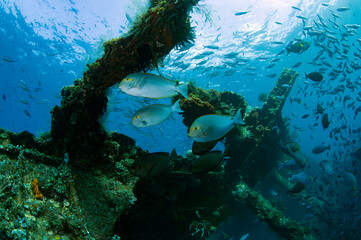 Fototapeta na wymiar School of fish at the famous Liberty ship wreck. Amazing underwater world of Tulamben, Bali, Indonesia.
