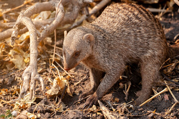 wild Suricata suricatta, meerkat in Botswana, Africa in its natural habitat