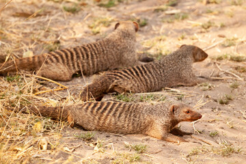 wild Suricata suricatta, meerkat family lying down resting in Botswana, Africa