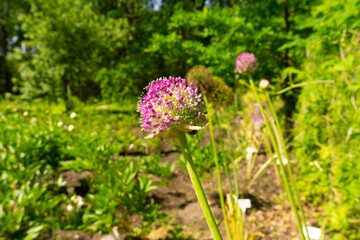 Purple-flowered garlic in natural background. Allium rotundum. Garlic flower, pink.