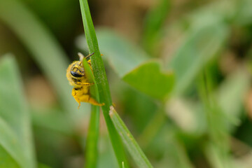Gemeine Löcherbiene (Heriades truncorum)