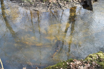 Small quiet river in the old park.